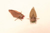17-Year Cicada and Annual Cicada