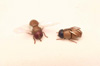 Flies, Mylar-winged and wire-winged