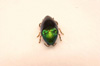 Jewel Beetle